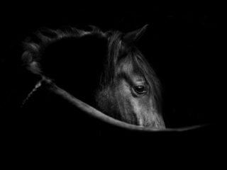 Equine-X